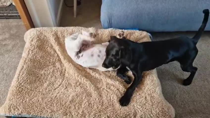 Mixed Breed dogs for adoption: 🐾 Meet Jake – A Happy, Bouncy Young Terrier! 🐾 in Northallerton - Video 1