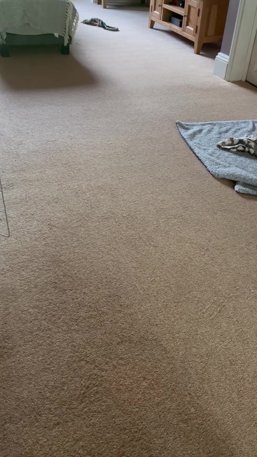 English Bulldog dogs for sale: Ruby❤️ in Lyndhurst - Video 1