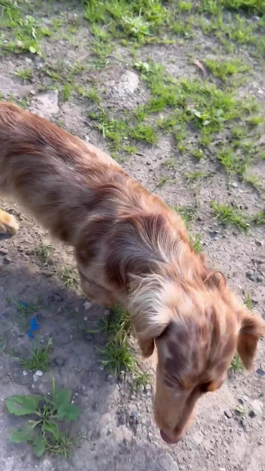 Dachshund dogs for stud: Chocolate Dapple Long-Haired Dachshund stud - Video 2