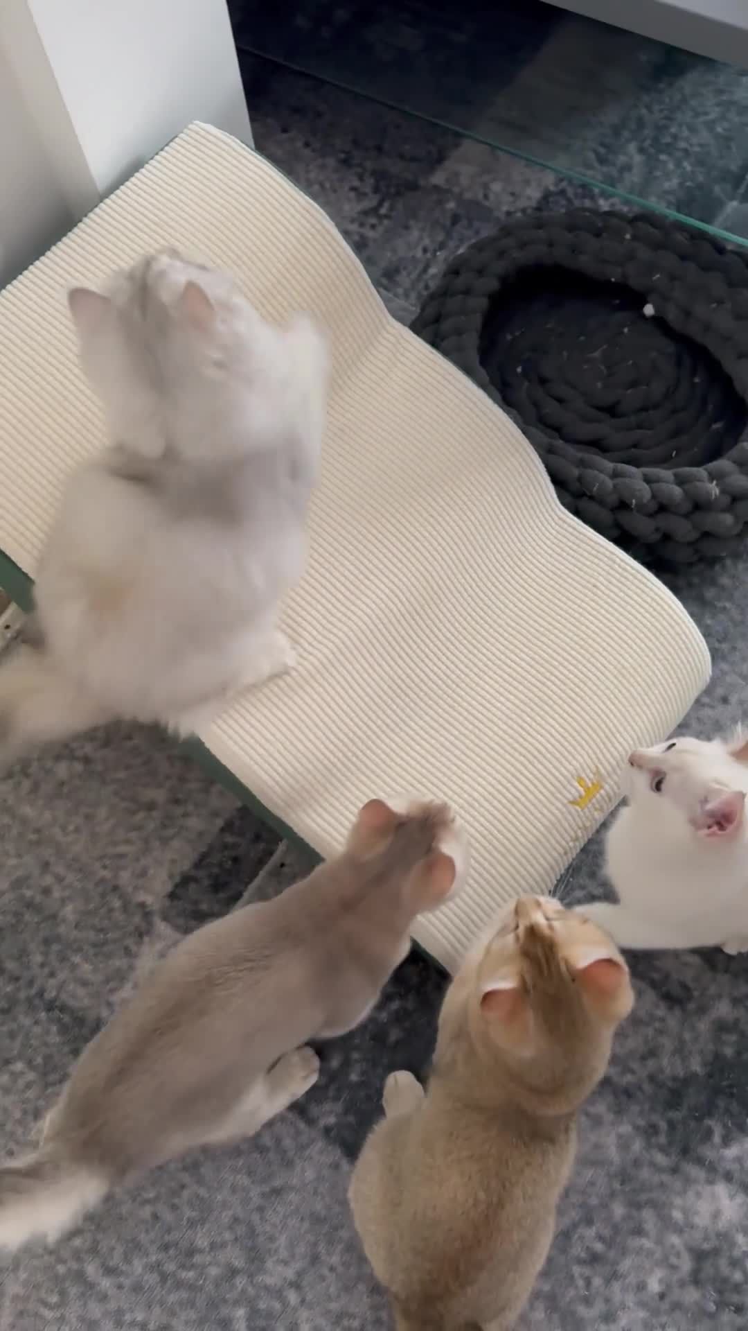 Scottish Fold cats for sale: Scottish Fold & Straight – Elegant Bloodline - Video 1