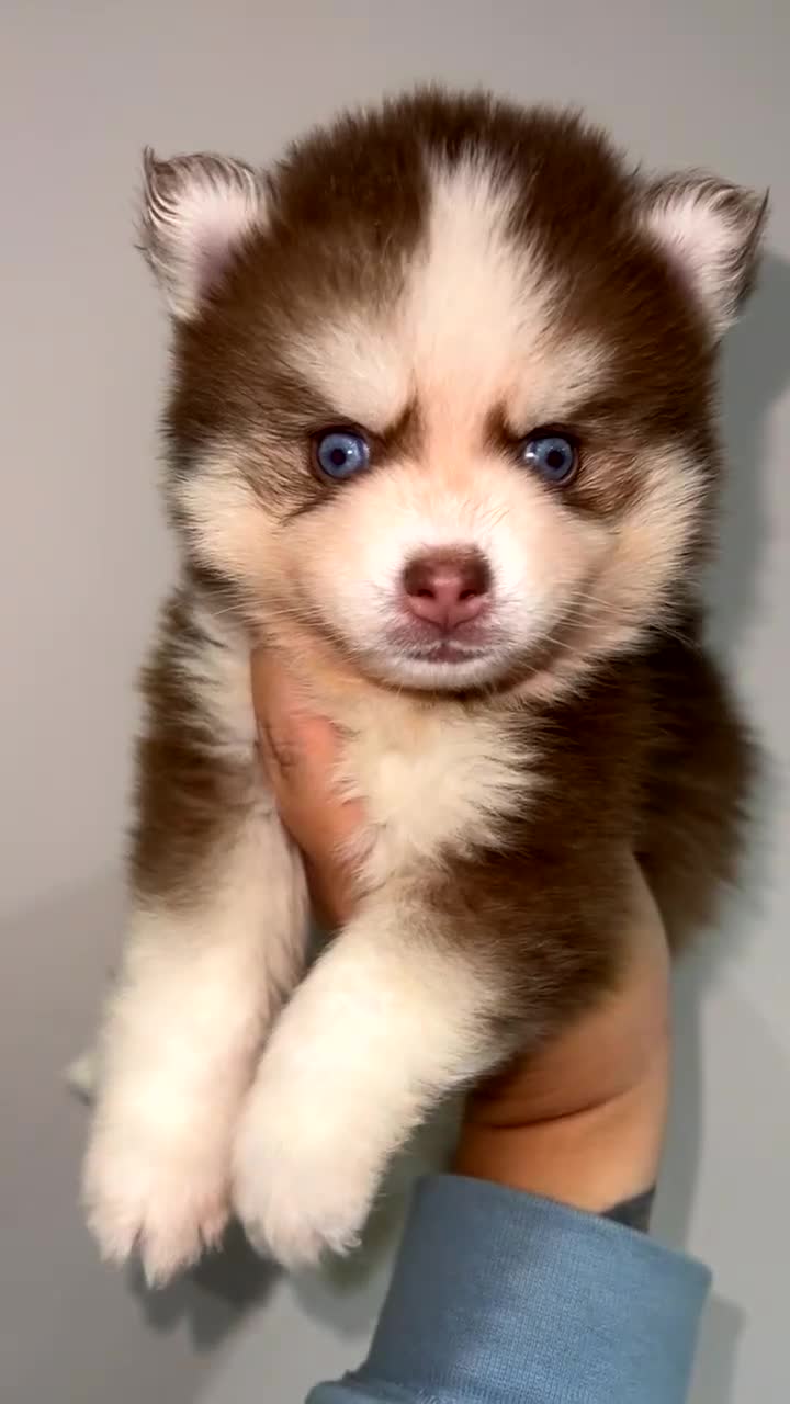 Pomsky dogs for sale: Pomsky puppies - Video 1