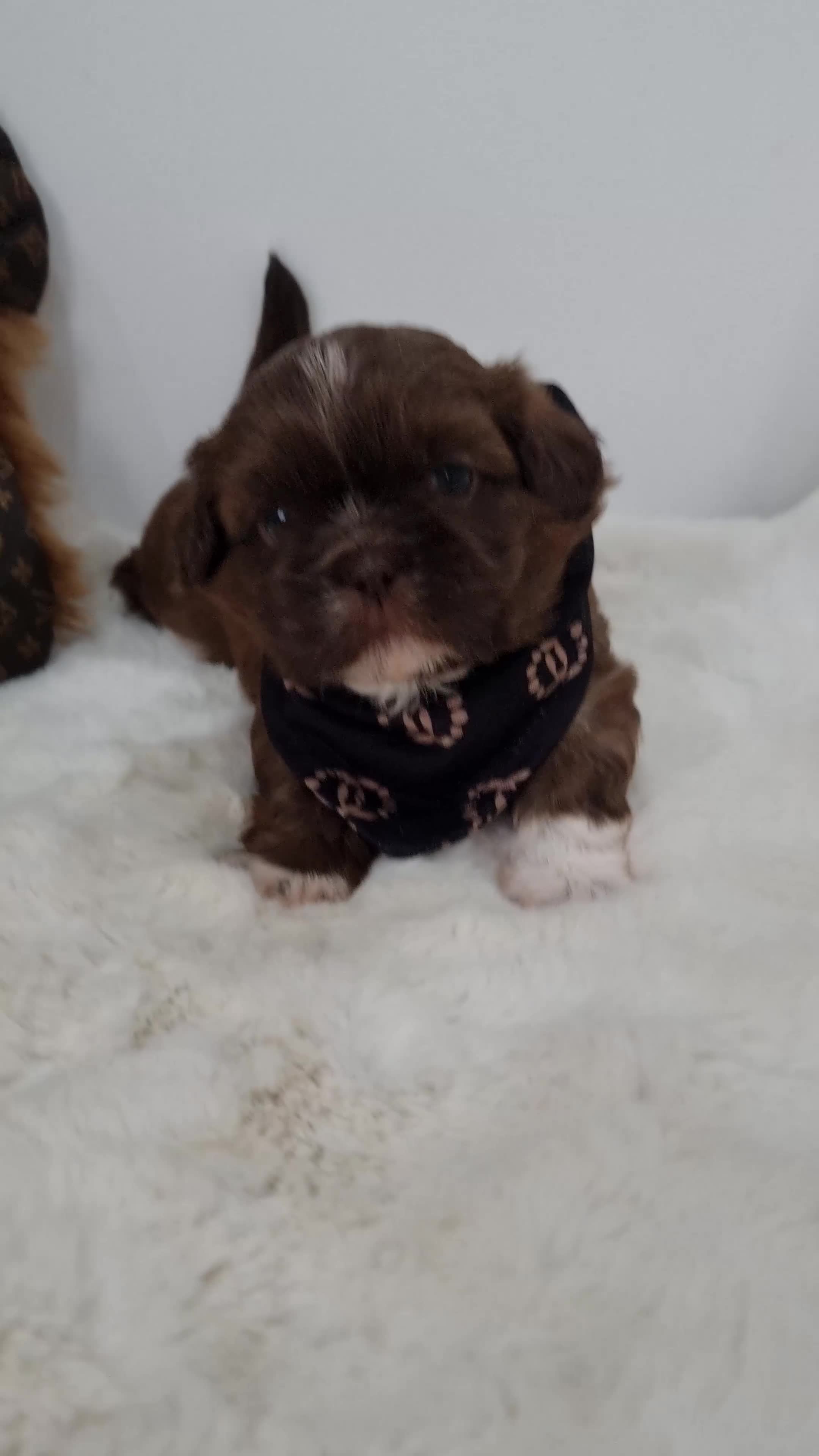 Shih Tzu dogs for sale: 4 Gorgeous Imperial Shih Tzu Boys - Video 2