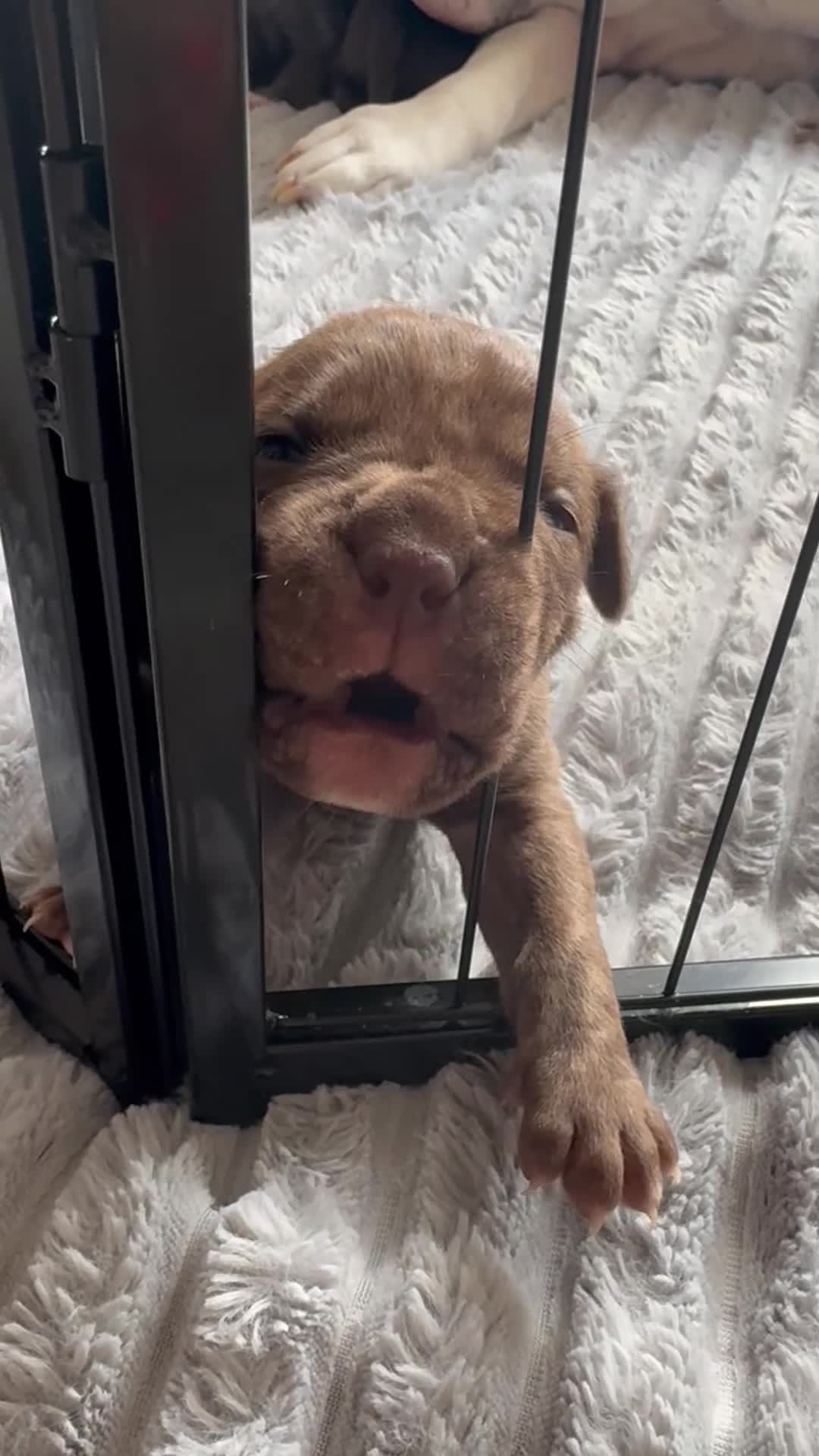 Mixed Breed dogs for sale: Rare breeding American x Bulldog x Cane Corso Pups - Video 2