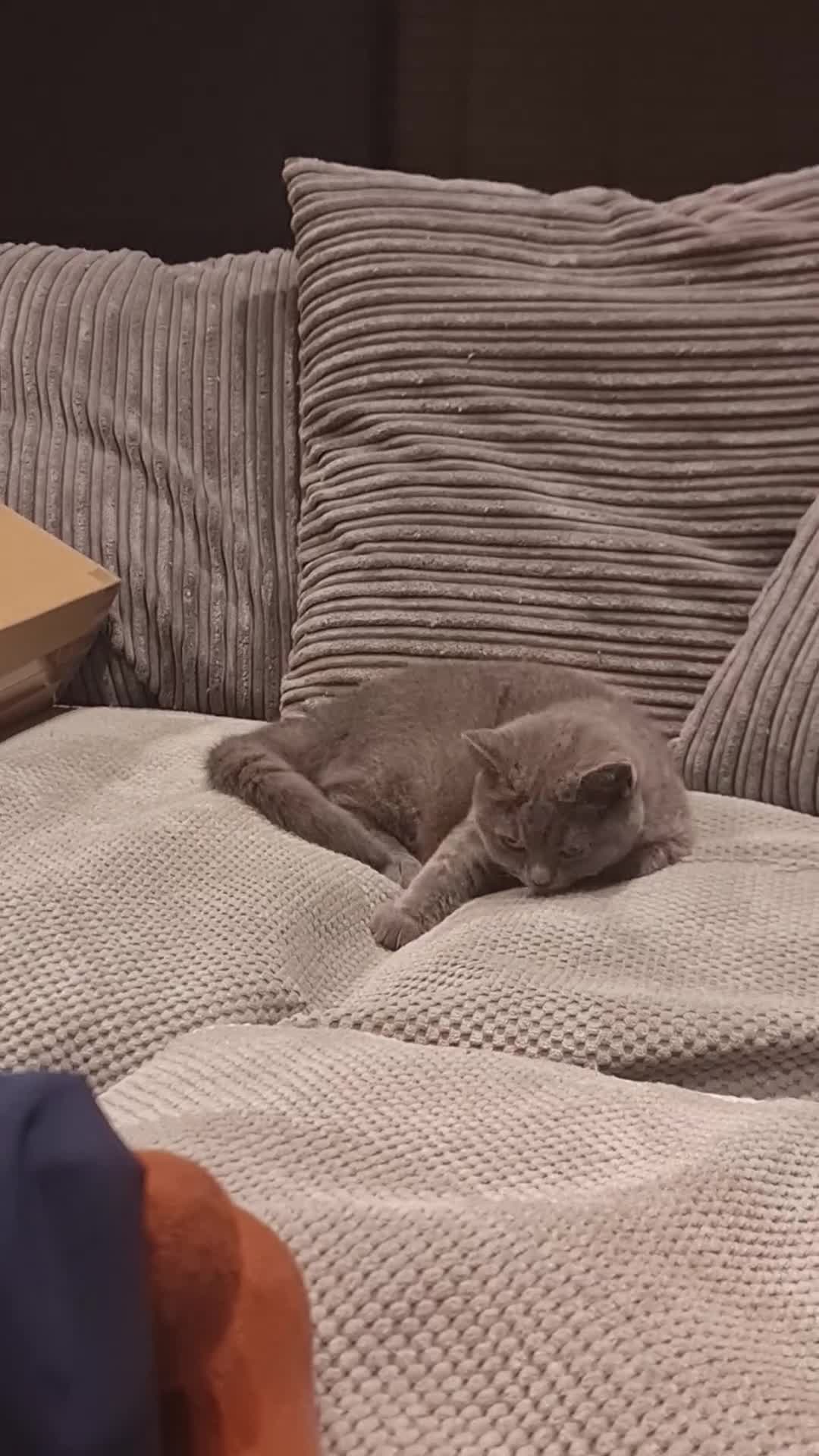 Scottish Fold cats for sale: Stunning kitten for rehomeing  - Video 2