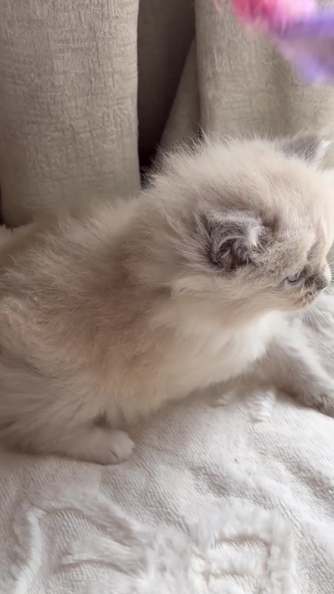 Ragdoll cats for sale: Mink/Sepia TICA Cherubim’s  - Video 1