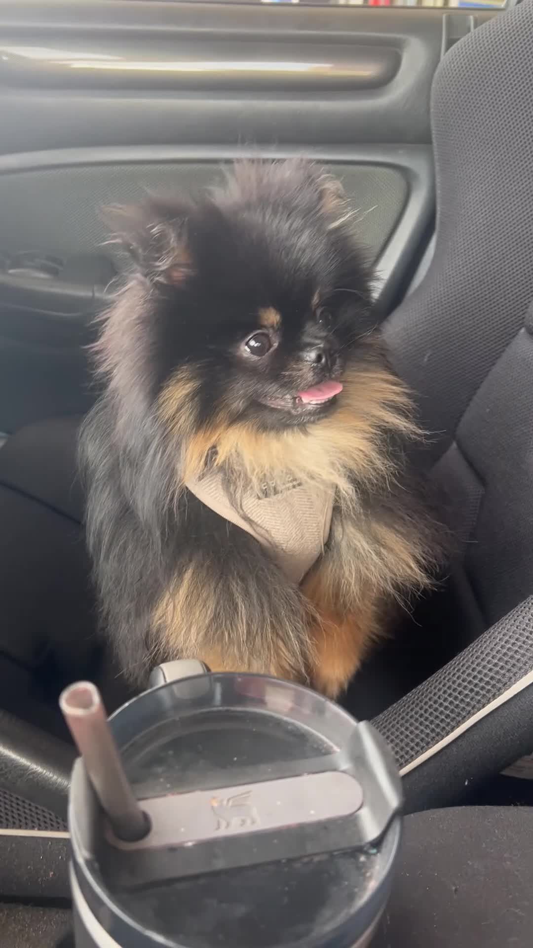 Pomeranian dogs for stud: Beautiful black & tan Pomeranian Stud  - Video 2