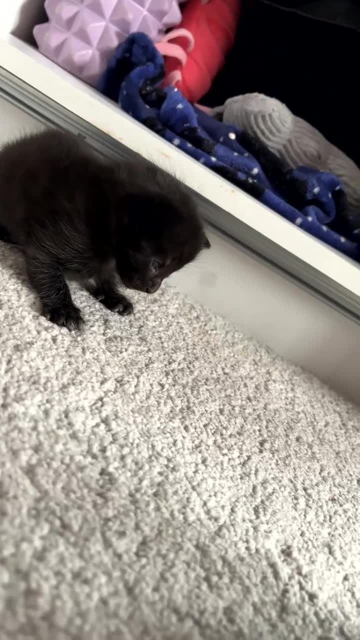 Mixed Breed cats for sale: Kittens for sale  - Video 2