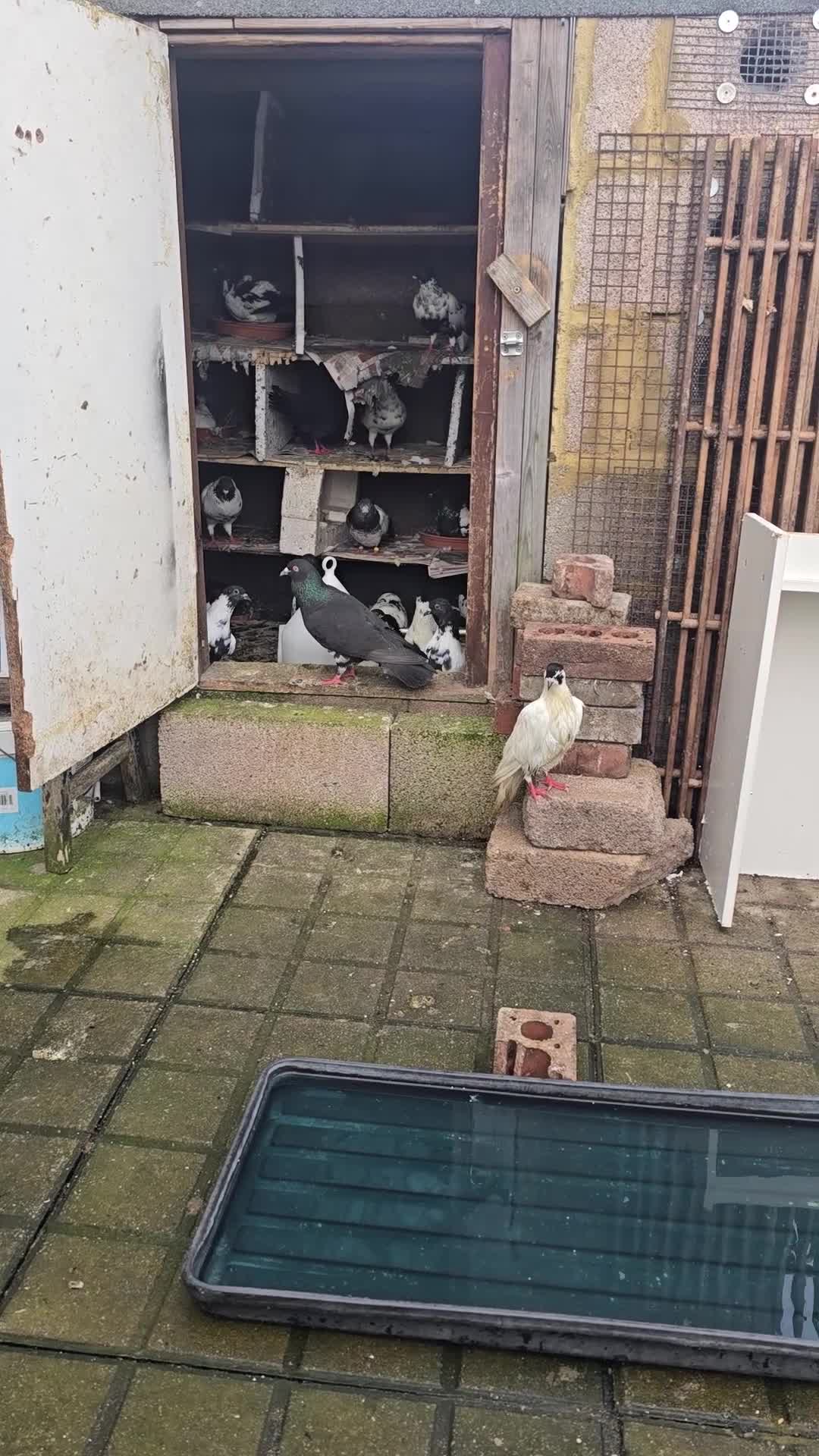 Mixed Breed birds for sale: Afghani pigeons  - Video 2