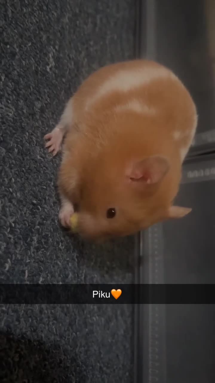 Hamster rodents for sale: Piku - Cute, young, playful healthy hamster - Video 1
