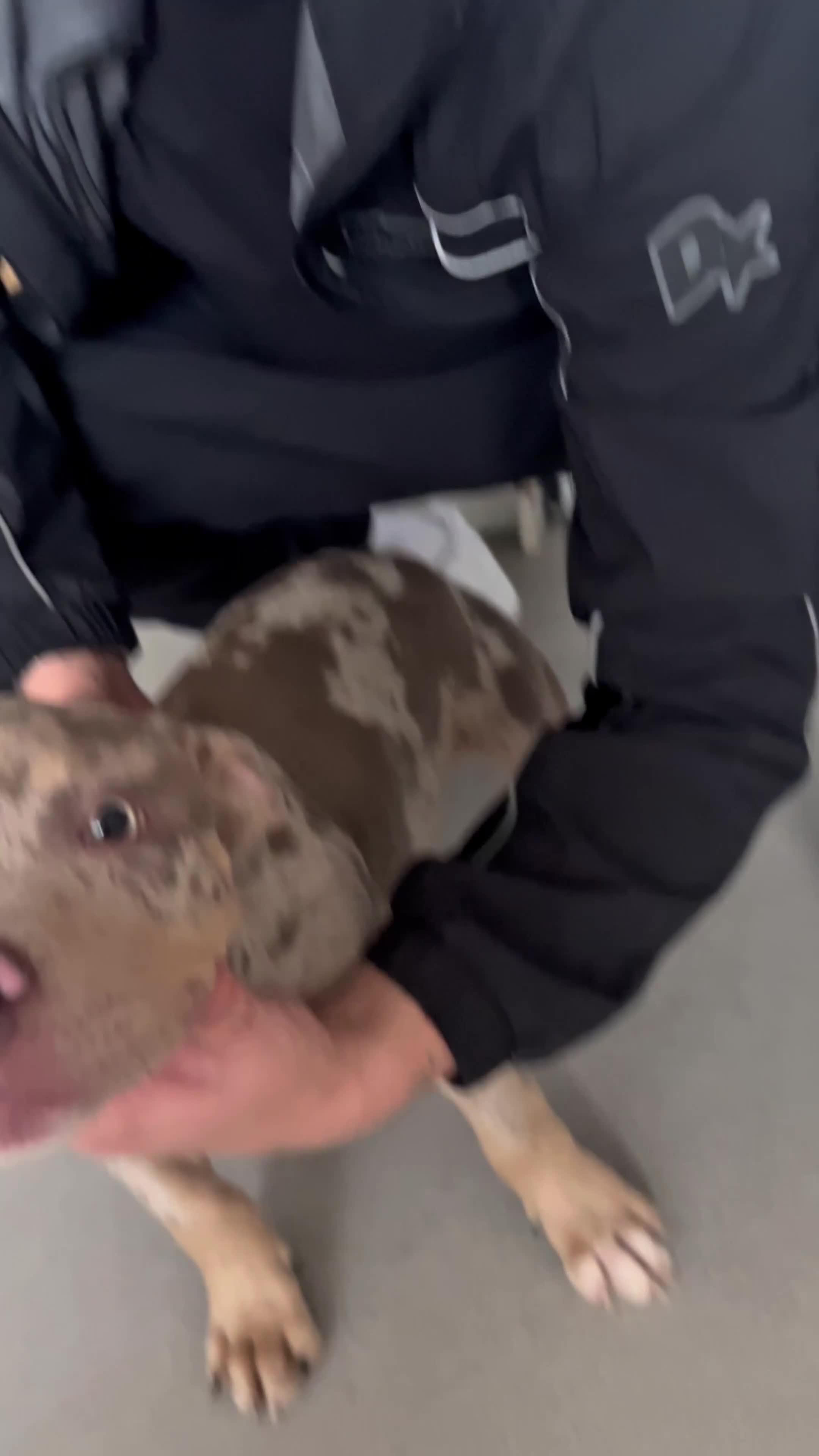 American Bully dogs for sale: Pocket Bullies - Video 2