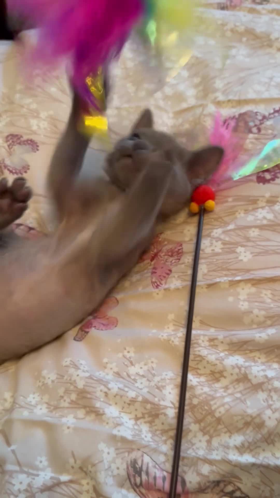 Burmese cats for sale: Burmese Kittens For Sale - Video 1