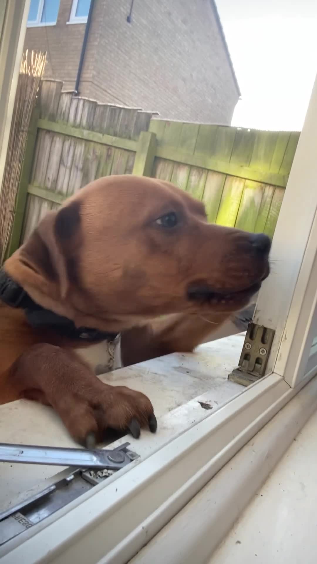 Mixed Breed dogs for sale: Tanner - Video 1