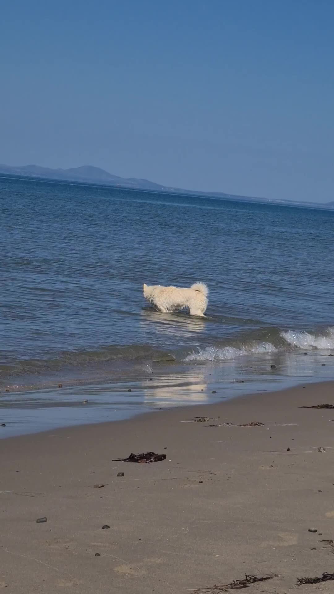 Mixed Breed dogs for sale: Czech Wolfdog × Akita/Malamute Puppies - Video 3