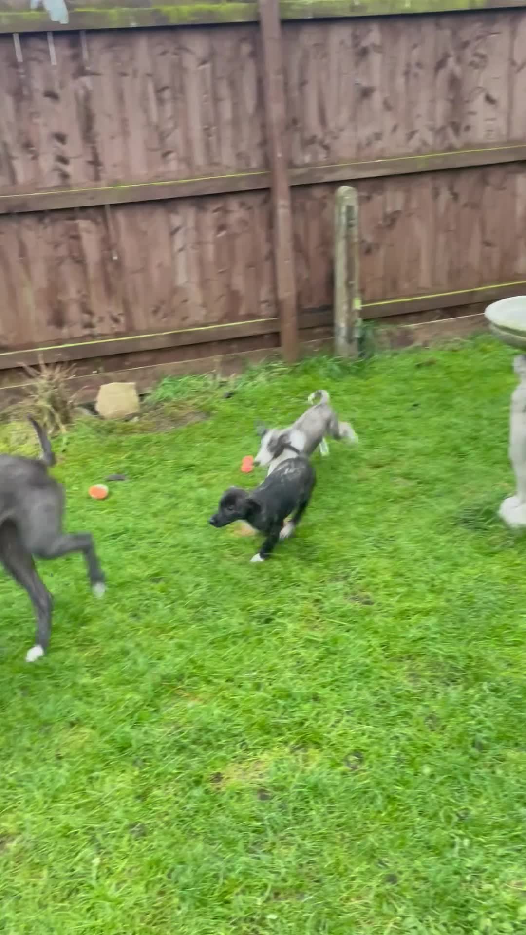 Lurcher dogs for sale: last pup lurcher dog - Video 1