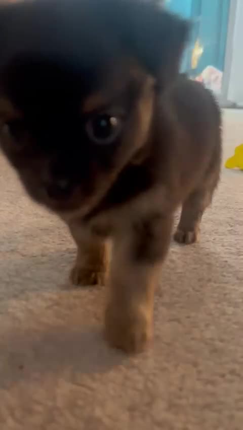 Chihuahua dogs for sale: Male and female Black and Tan Chihuahua puppies  - Video 1