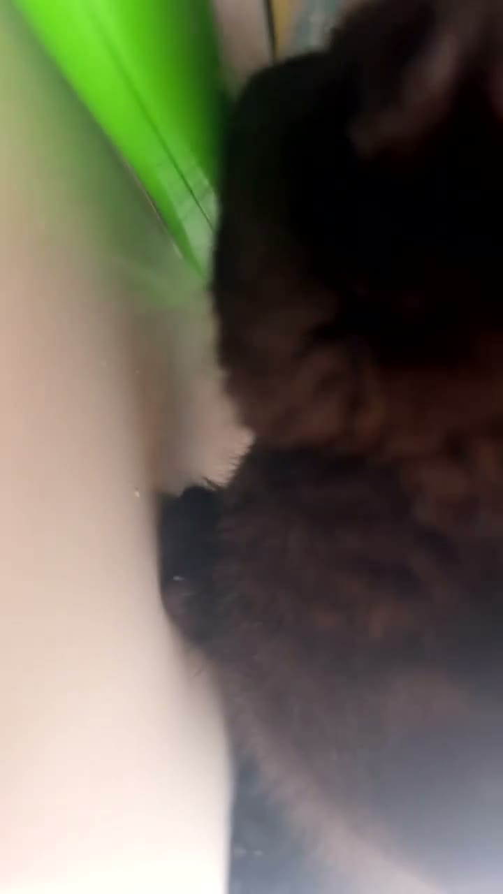 Mixed Breed cats for sale: Kitten for sale  - Video 3