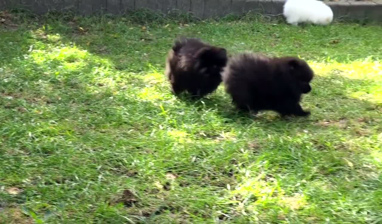 Pomeranian dogs for sale: Kennel Club Registered Pomeranian Puppies - Video 2
