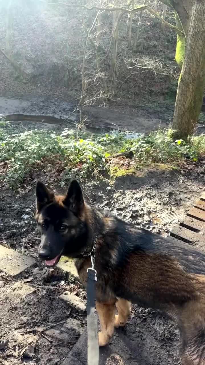 Mixed Breed dogs for sale: Nayas - Video 3