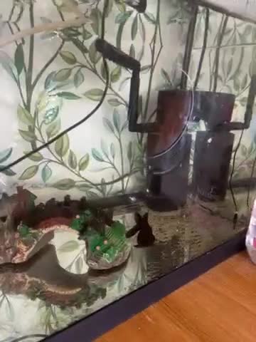 Fancy Goldfish fish for sale: Two fish for sale  - Video 1