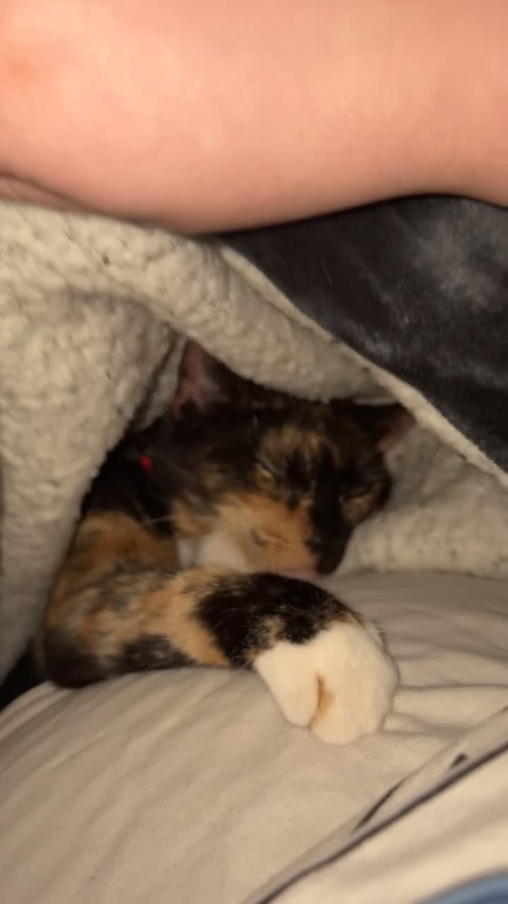 Mixed Breed cats for sale: Cookie- 4 year old female - Video 1