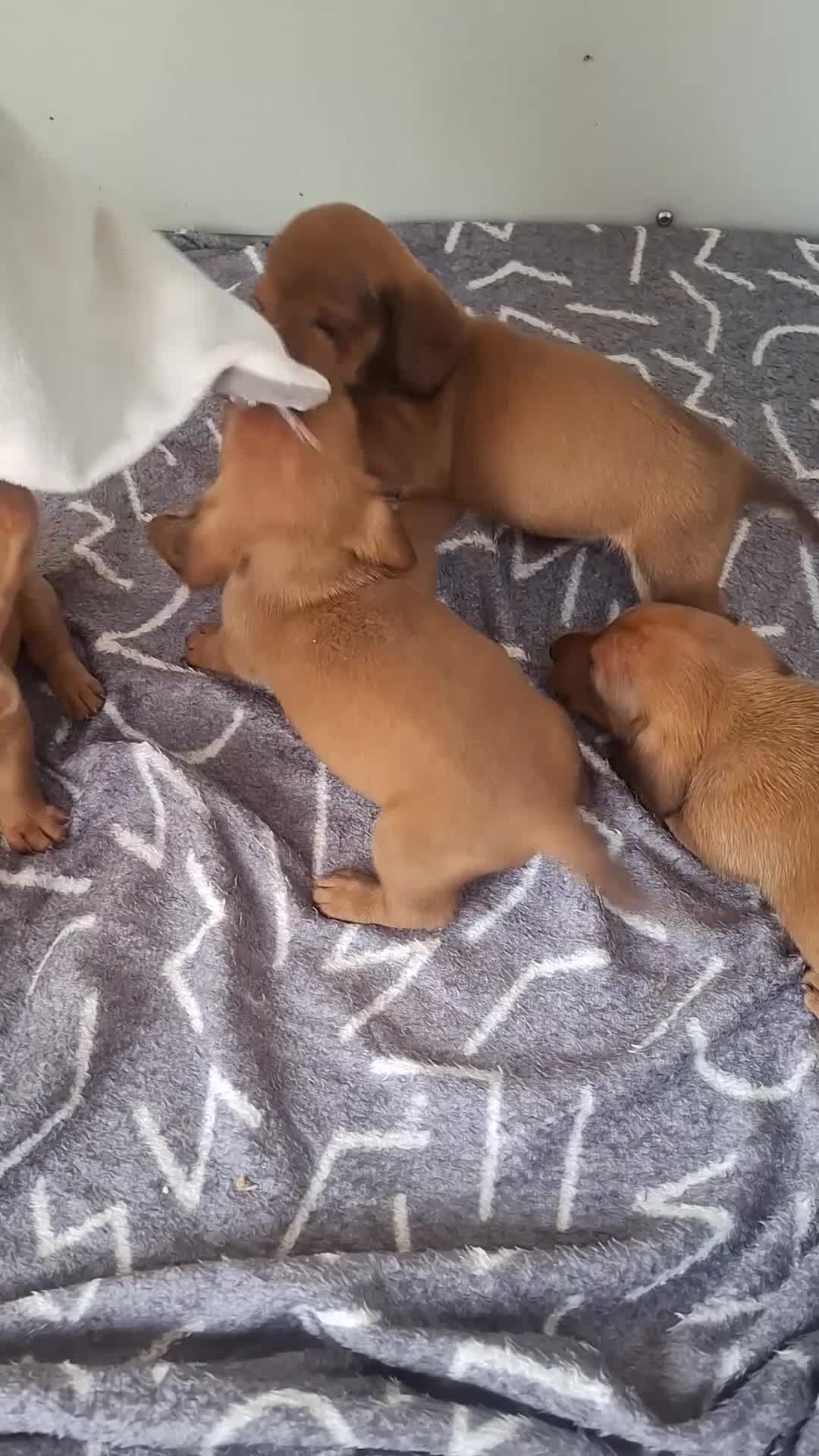 Dachshund dogs for sale: Dashonds - Video 1