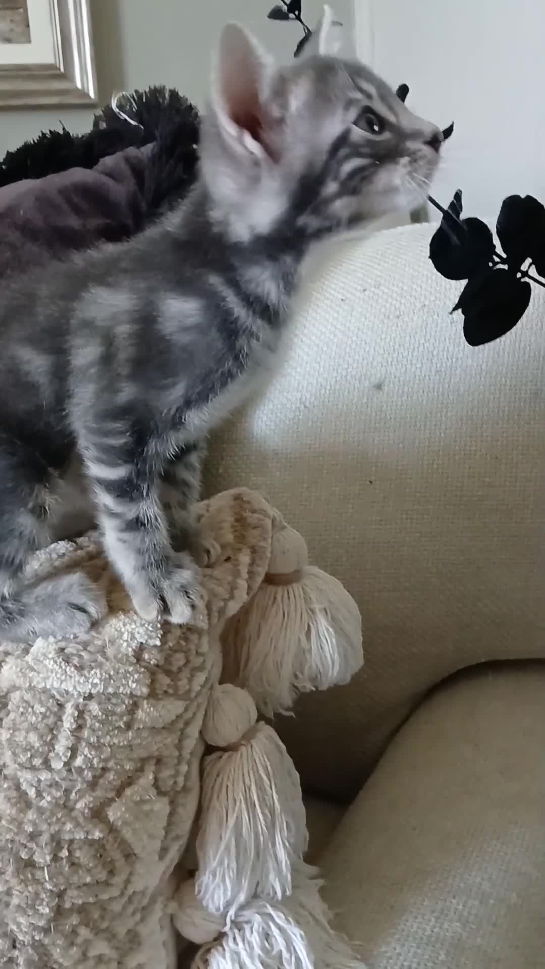 Bengal cats for sale: 🔥 STUNNING 3/4 BENGALS — BLUE MARBLED KITTENS!  - Video 1