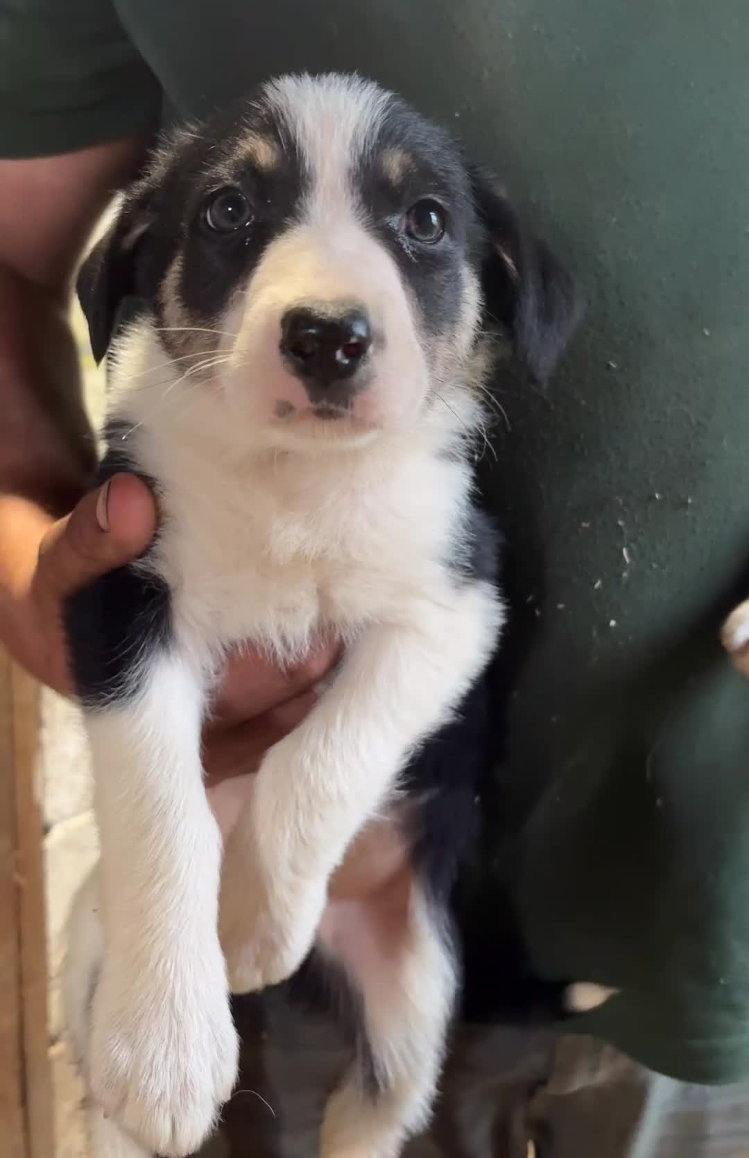 Border Collie dogs for sale: Tri coloured border collie pups  - Video 4