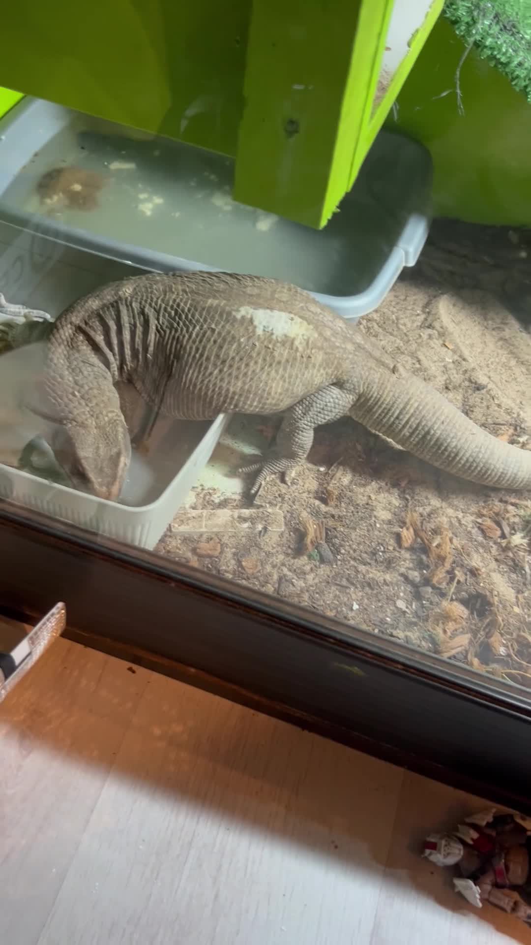 Monitor reptiles for sale: Bosc monitor  - Video 1