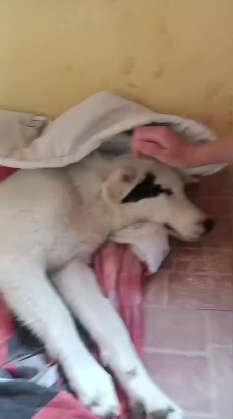 Mixed Breed dogs for adoption: 🌸MEET BIANCA - A Gentle Girl for a Loving Home - Video 1