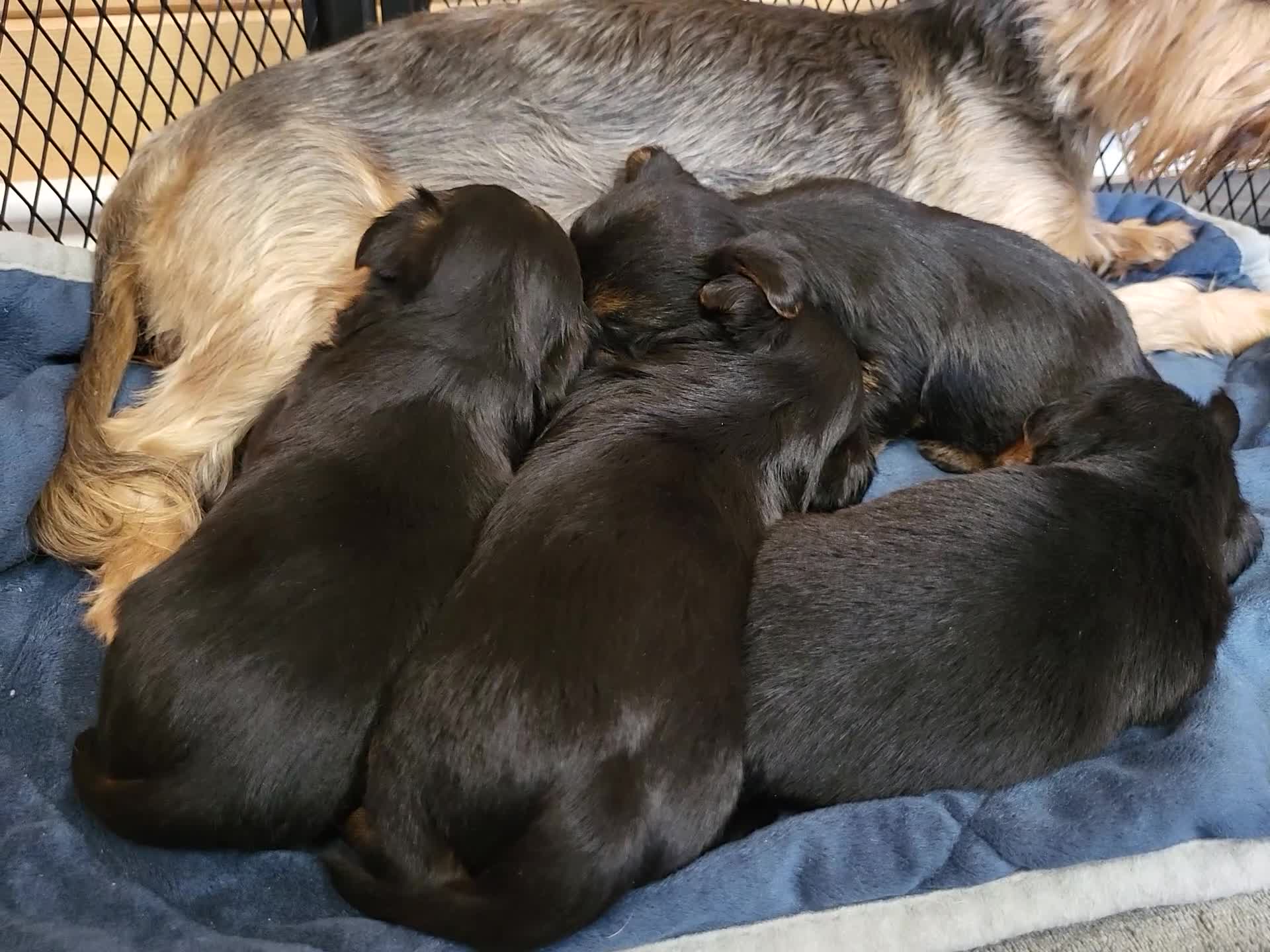 Yorkshire Terrier dogs for sale:  Yorkshire Terrier puppies from Licensed Breeder  - Video 1