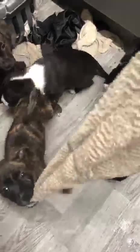 Mixed Breed dogs for sale: 3 Female Staffordshire Bull Terrier  in Manchester - Video 3
