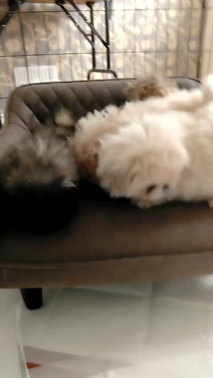 Pekingese dogs for sale: KC registered Pekingese puppy's  - Video 2