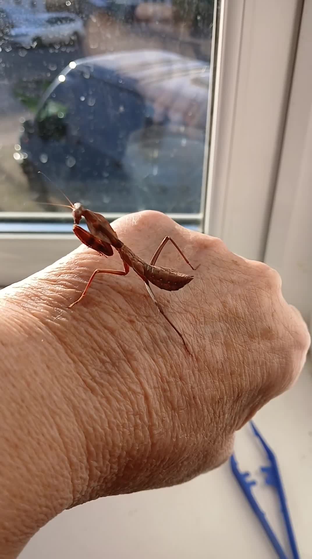 Praying Mantis invertebrates for sale: Timor shield mantis - Video 1