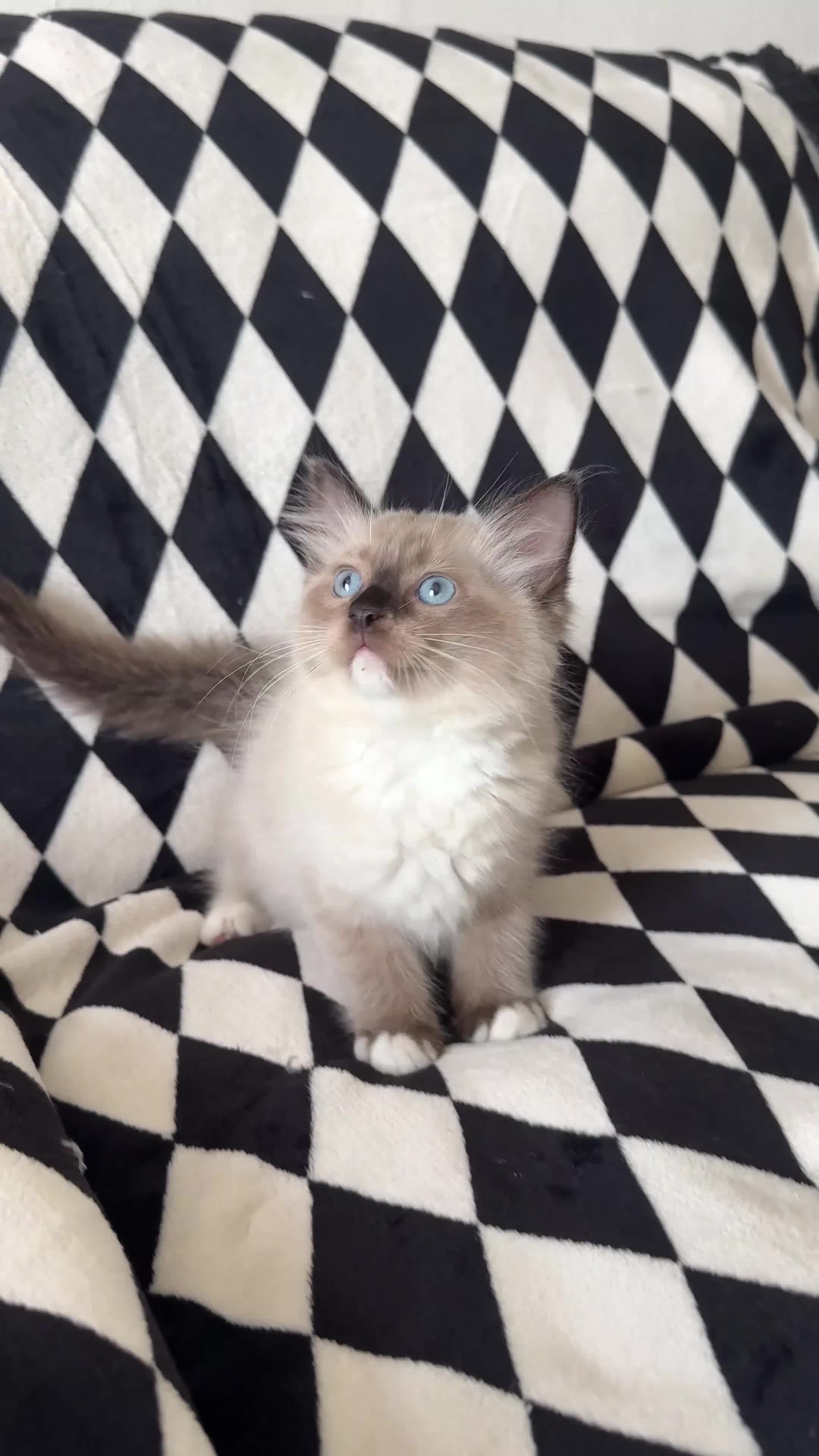 Ragdoll cats for sale: Chunky Ragdoll kittens  - Video 1