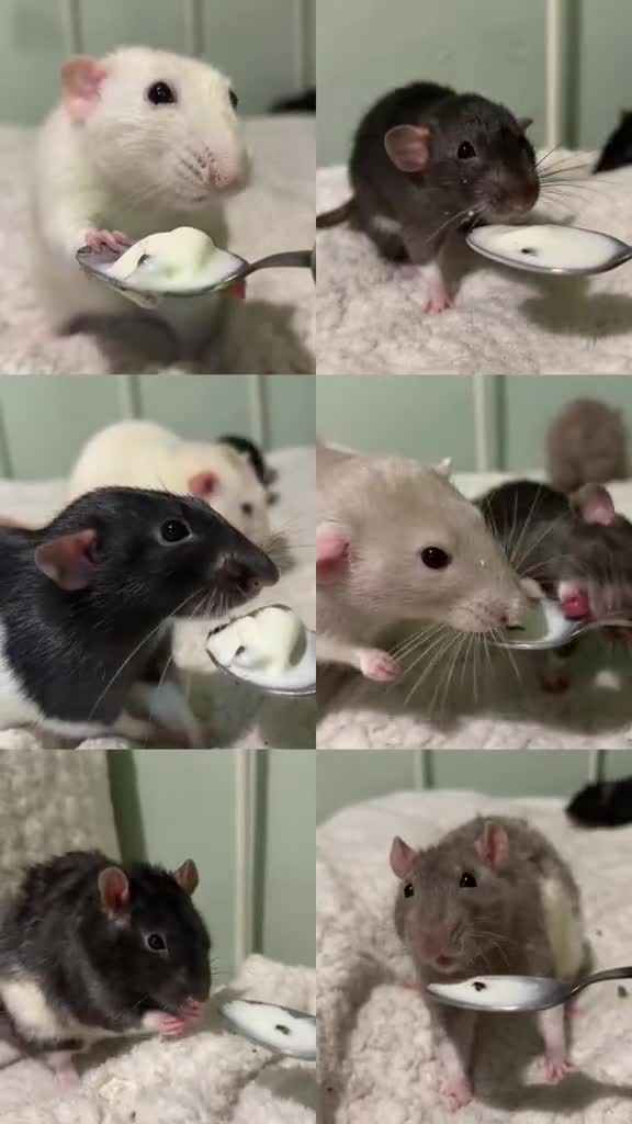 Rat rodents for sale: Forever Home Wanted Six Healthy Male Rats ❤️ - Video 3