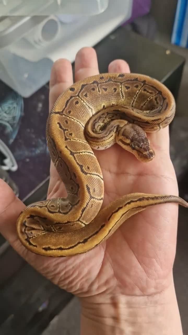 Python Snake reptiles for sale: Various royals in Bilston - Video 3