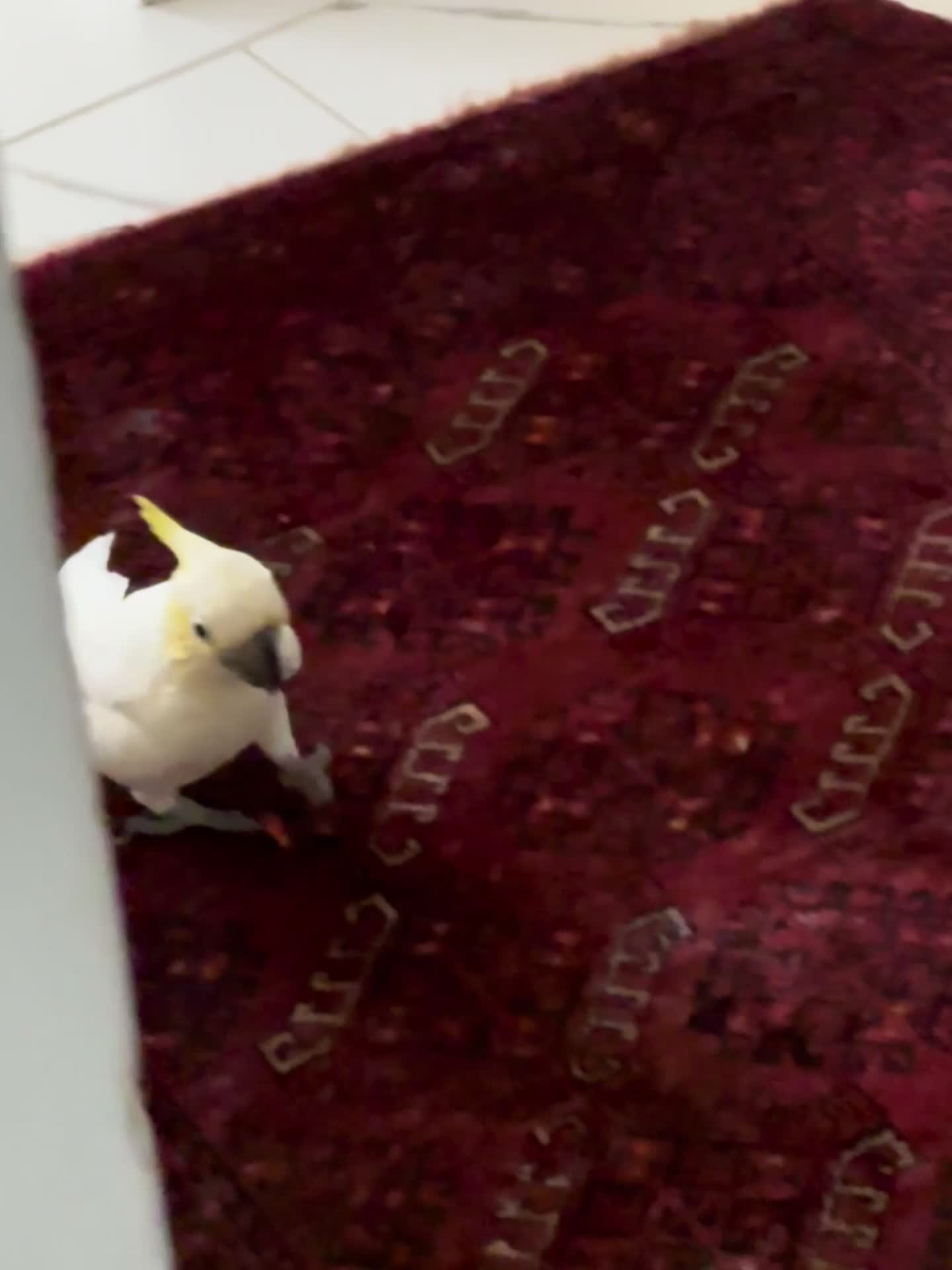 Parrots birds for sale: Baby beautiful crested cockatoo perfect tame  in London - Video 2