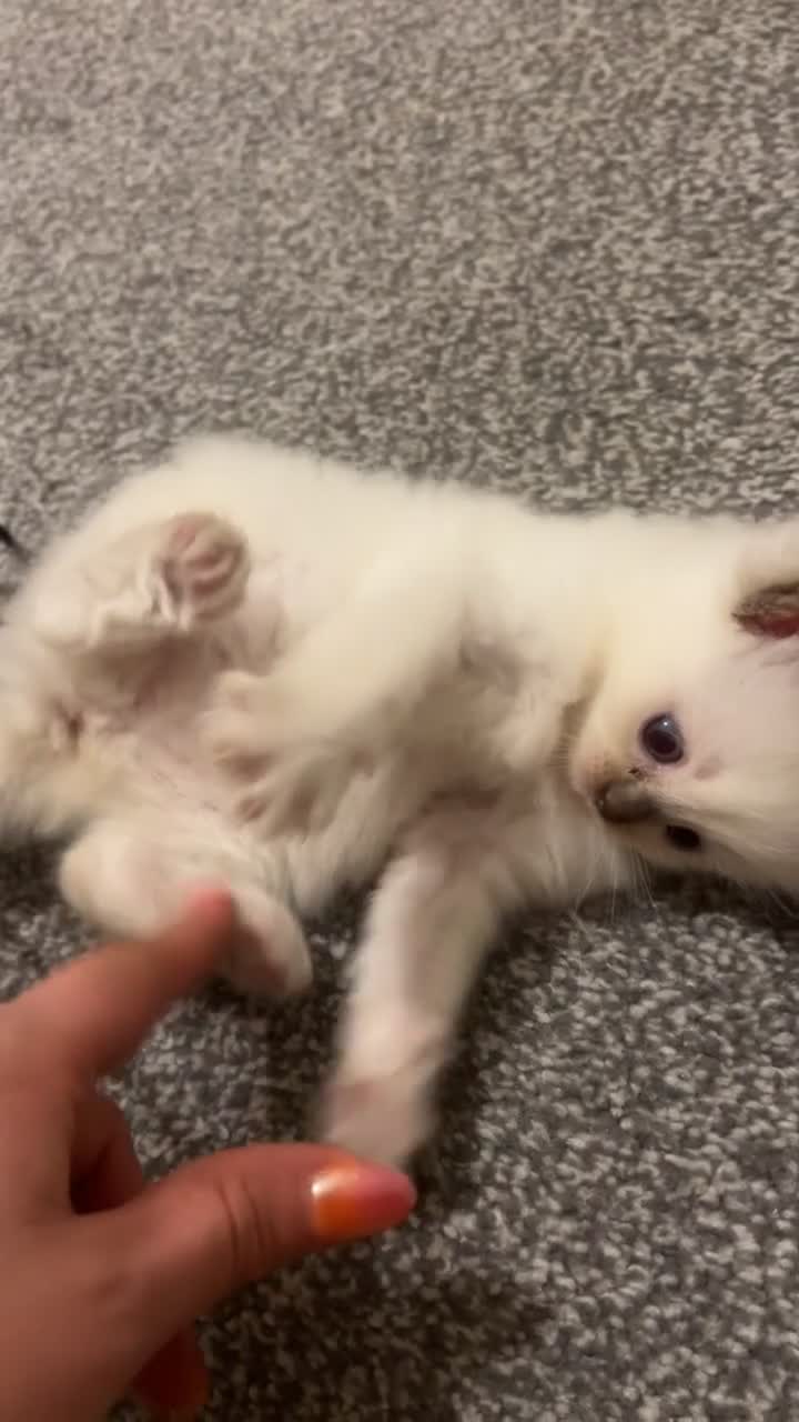 Ragdoll cats for sale: 5 Purebred Ragdoll Kittens in Keith - Video 1