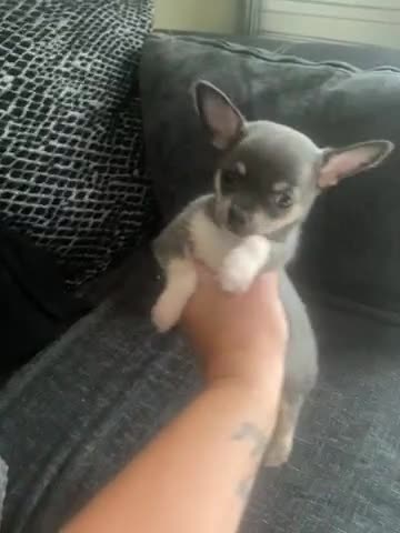 Chihuahua dogs for stud: Chihuahua male stud in Bolton - Video 1