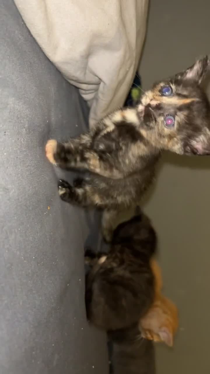 Mixed Breed cats for sale: Babies ready now ‼️ - Video 1