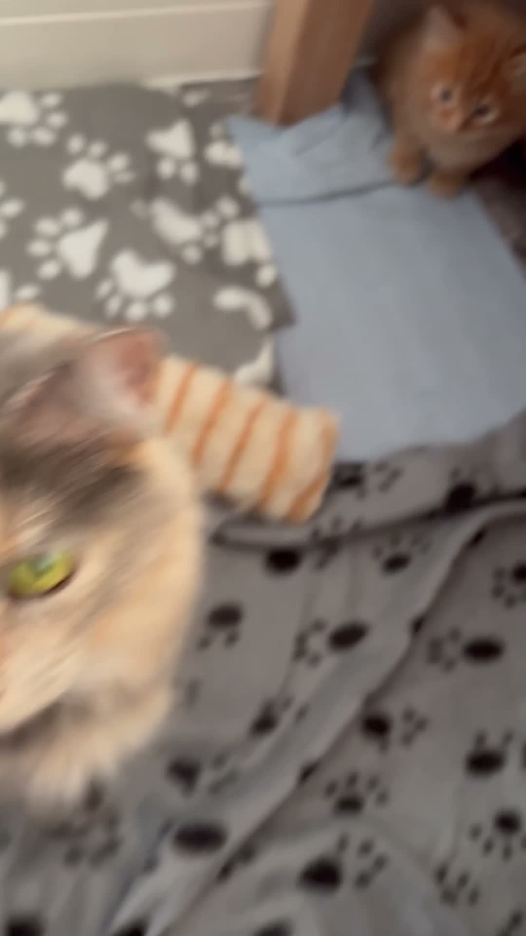 Maine Coon cats for sale: Gorgeous Maine Coon Kittens  - Video 1