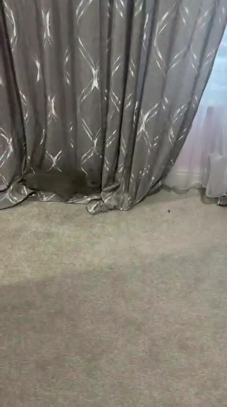 British Shorthair cats for sale: Beautiful 13-week boy looking  for family  - Video 1