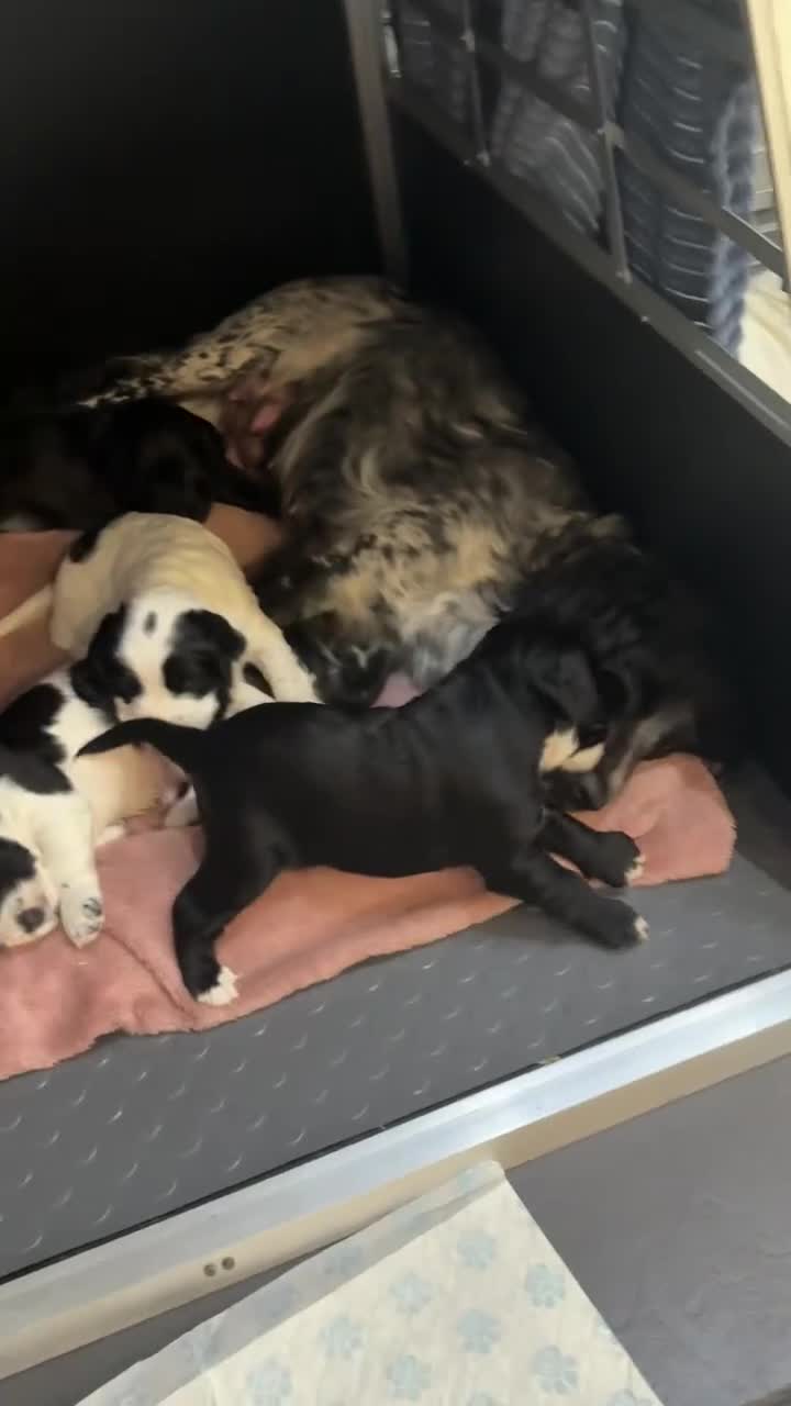 Cocker Spaniel dogs for sale: puppies cocker spaniel worker  - Video 1