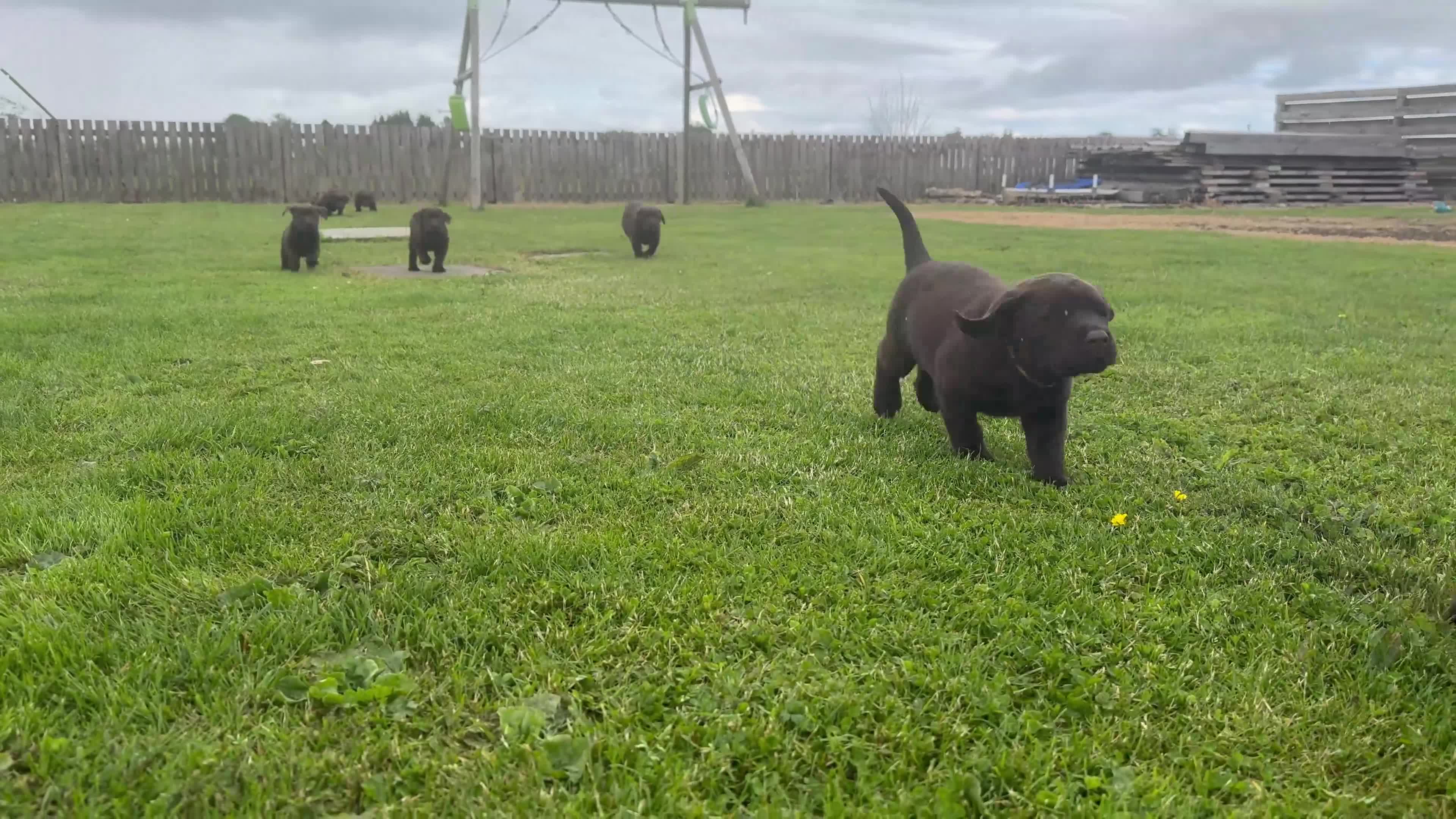 Labrador Retriever dogs for sale: Gorgeous Chunky Chocolate Labrador Puppies  in Tain - Video 1