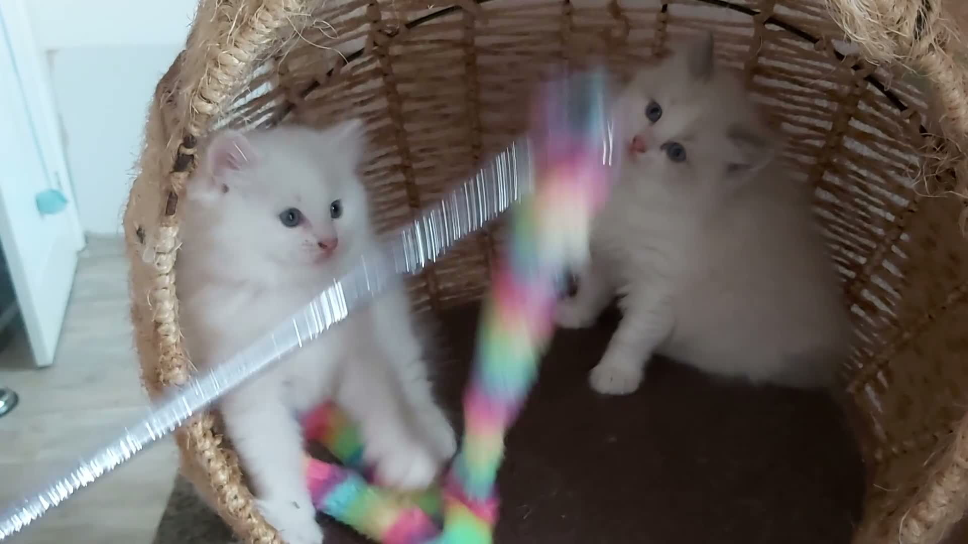 Ragdoll cats for sale: RAGDOLLS BICOLOUR GIRL BOY BLUE EYES  - Video 5