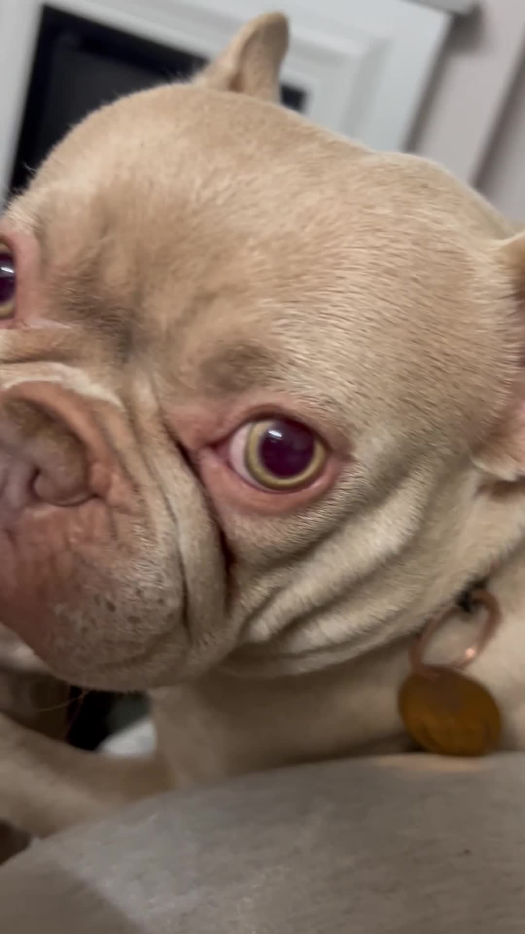 French Bulldog dogs for sale: Kc reg , PRADA tiny new shade Isabella frenchie  - Video 3