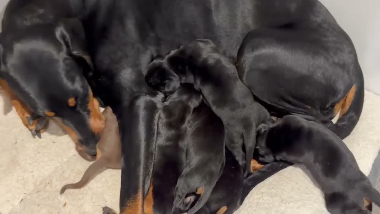 Dobermann dogs for sale: KC Dobermans  - Video 1