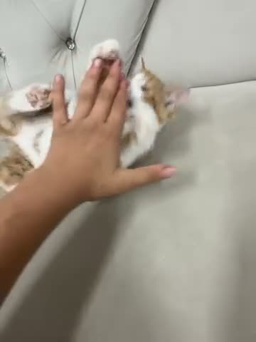 Mixed Breed cats for sale: Kitten  - Video 2