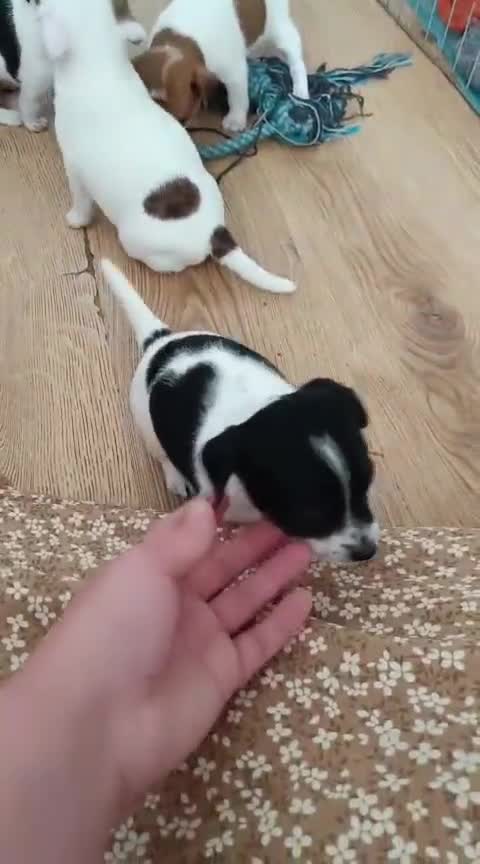 Jack Chi dogs for sale: Jack chi puppies  - Video 1