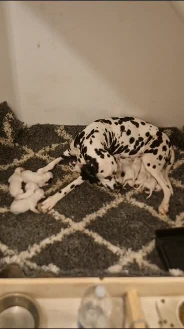 Dalmatian dogs for stud: Dalmatian stud. blue eyed Liver Spot/PROVEN in Bridgend - Video 1